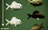 Piranhas_multiview_quads-3dcd-01b